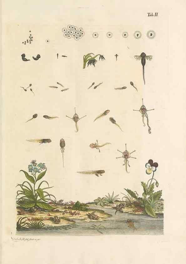 Reproducción/Reproduction 48519420451: Historia naturalis ranarum nostratium :. Nürnberg :gedrucht bey Johann Joseph Fleischmann,1758.. 