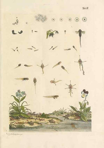 Reproducción/Reproduction 48519420451: Historia naturalis ranarum nostratium :. Nürnberg :gedrucht bey Johann Joseph Fleischmann,1758.. 