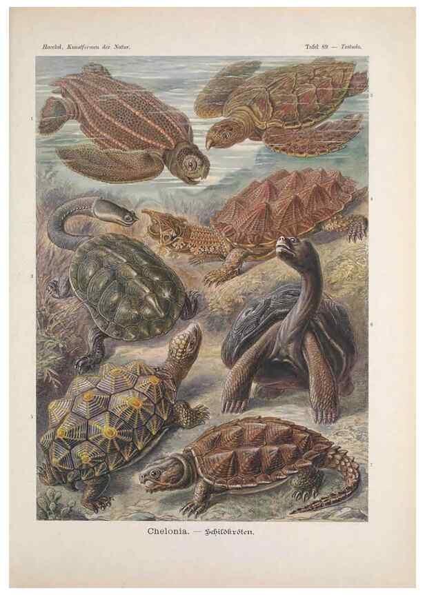 Reproducción/Reproduction 48430543101: Kunstformen der Natur. Leipzig und Wien :Verlag des Bibliographischen Instituts,1899-1904.. 