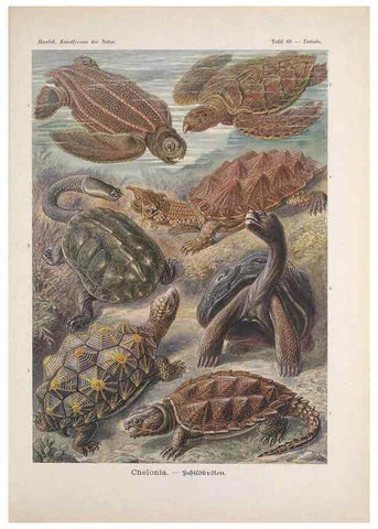 Reproducción/Reproduction 48430543101: Kunstformen der Natur. Leipzig und Wien :Verlag des Bibliographischen Instituts,1899-1904.. 