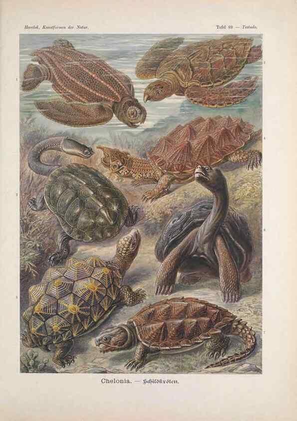 Reproducción/Reproduction 48430543101: Kunstformen der Natur. Leipzig und Wien :Verlag des Bibliographischen Instituts,1899-1904.. 