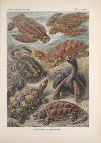 Reproducción/Reproduction 48430543101: Kunstformen der Natur. Leipzig und Wien :Verlag des Bibliographischen Instituts,1899-1904.. 