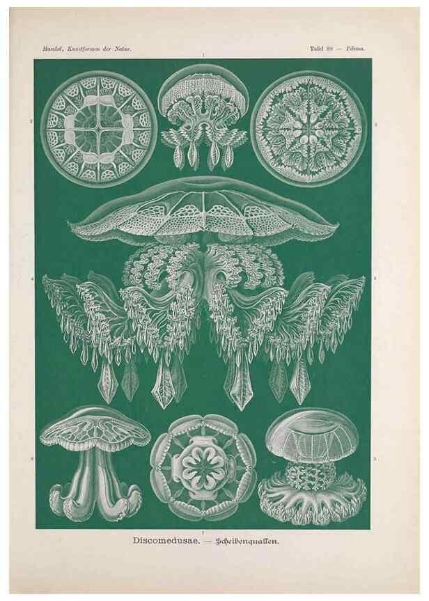 Reproducción/Reproduction 48430684317: Kunstformen der Natur. Leipzig und Wien :Verlag des Bibliographischen Instituts,1899-1904.. 