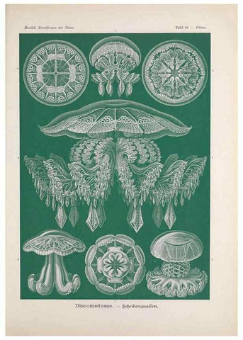 Reproducción/Reproduction 48430684317: Kunstformen der Natur. Leipzig und Wien :Verlag des Bibliographischen Instituts,1899-1904.. 
