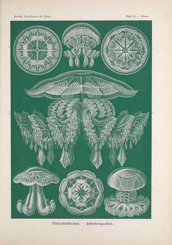 Reproducción/Reproduction 48430684317: Kunstformen der Natur. Leipzig und Wien :Verlag des Bibliographischen Instituts,1899-1904.. 