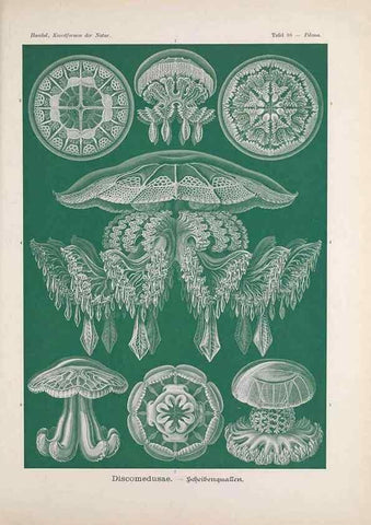 Reproducción/Reproduction 48430684317: Kunstformen der Natur. Leipzig und Wien :Verlag des Bibliographischen Instituts,1899-1904.. 