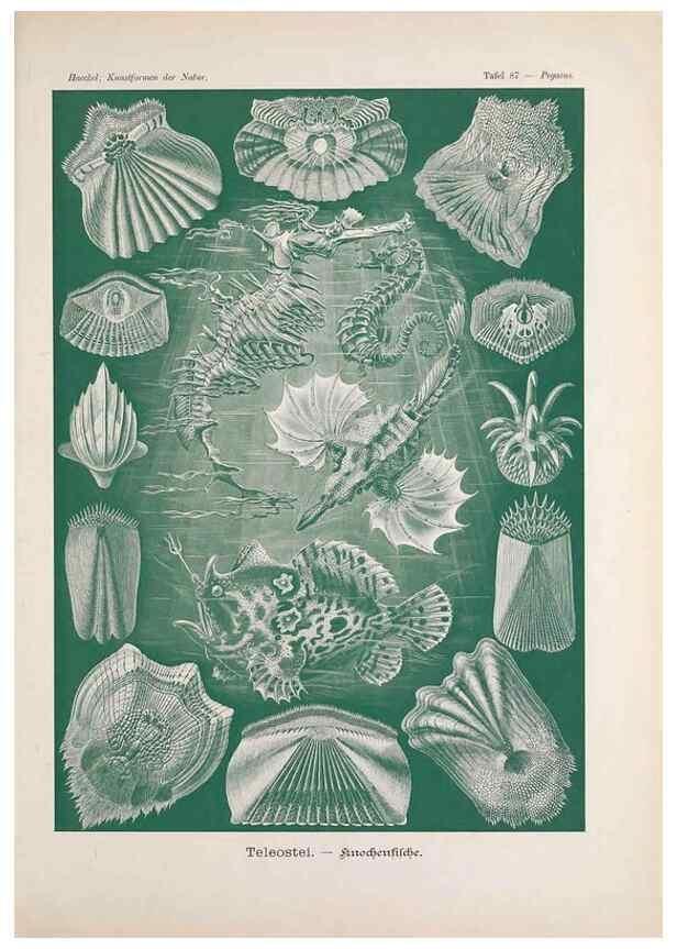 Reproducción/Reproduction 48430542091: Kunstformen der Natur. Leipzig und Wien :Verlag des Bibliographischen Instituts,1899-1904.. 