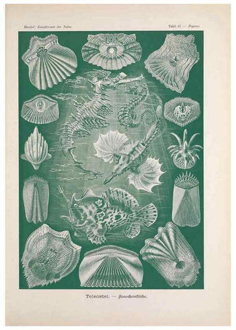 Reproducción/Reproduction 48430542091: Kunstformen der Natur. Leipzig und Wien :Verlag des Bibliographischen Instituts,1899-1904.. 