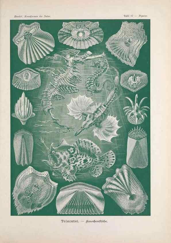 Reproducción/Reproduction 48430542091: Kunstformen der Natur. Leipzig und Wien :Verlag des Bibliographischen Instituts,1899-1904.. 