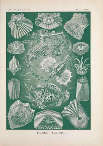 Reproducción/Reproduction 48430542091: Kunstformen der Natur. Leipzig und Wien :Verlag des Bibliographischen Instituts,1899-1904.. 