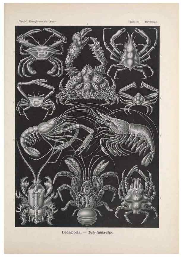 Reproducción/Reproduction 48430541626: Kunstformen der Natur. Leipzig und Wien :Verlag des Bibliographischen Instituts,1899-1904.. 