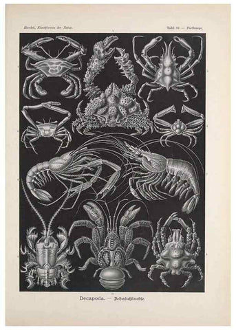 Reproducción/Reproduction 48430541626: Kunstformen der Natur. Leipzig und Wien :Verlag des Bibliographischen Instituts,1899-1904.. 