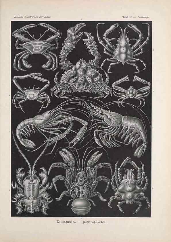 Reproducción/Reproduction 48430541626: Kunstformen der Natur. Leipzig und Wien :Verlag des Bibliographischen Instituts,1899-1904.. 