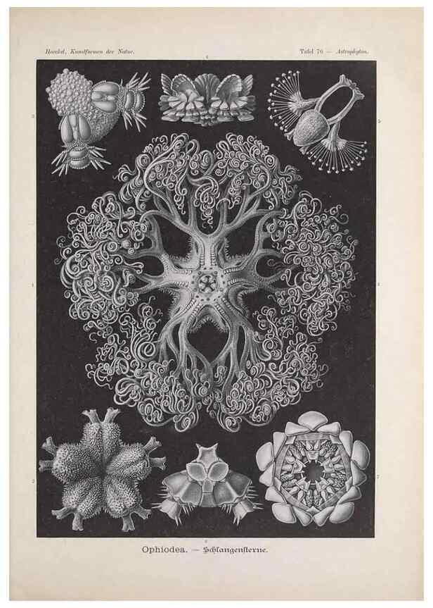 Reproducción/Reproduction 48430675412: Kunstformen der Natur. Leipzig und Wien :Verlag des Bibliographischen Instituts,1899-1904.. 