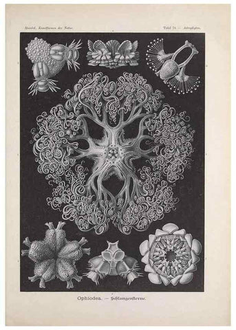 Reproducción/Reproduction 48430675412: Kunstformen der Natur. Leipzig und Wien :Verlag des Bibliographischen Instituts,1899-1904.. 