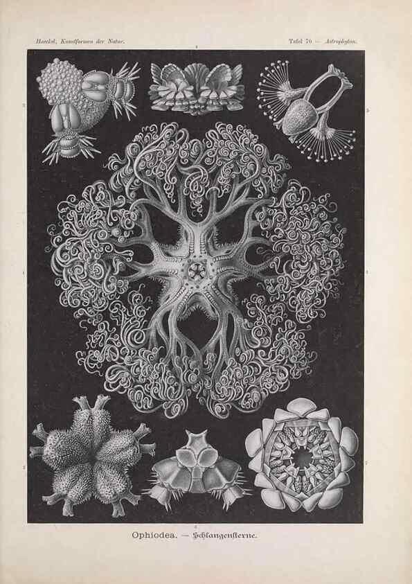 Reproducción/Reproduction 48430675412: Kunstformen der Natur. Leipzig und Wien :Verlag des Bibliographischen Instituts,1899-1904.. 
