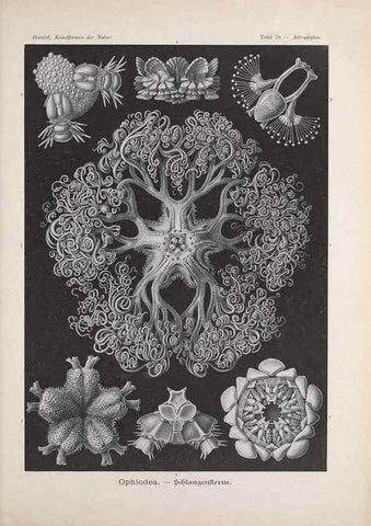 Reproducción/Reproduction 48430675412: Kunstformen der Natur. Leipzig und Wien :Verlag des Bibliographischen Instituts,1899-1904.. 