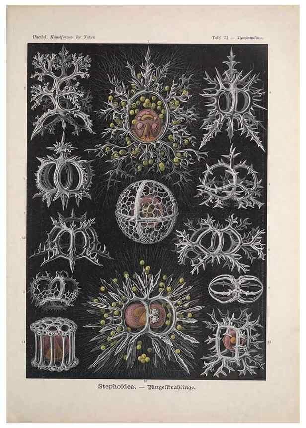 Reproducción/Reproduction 48430534136: Kunstformen der Natur. Leipzig und Wien :Verlag des Bibliographischen Instituts,1899-1904.. 