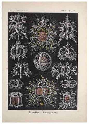 Reproducción/Reproduction 48430534136: Kunstformen der Natur. Leipzig und Wien :Verlag des Bibliographischen Instituts,1899-1904.. 