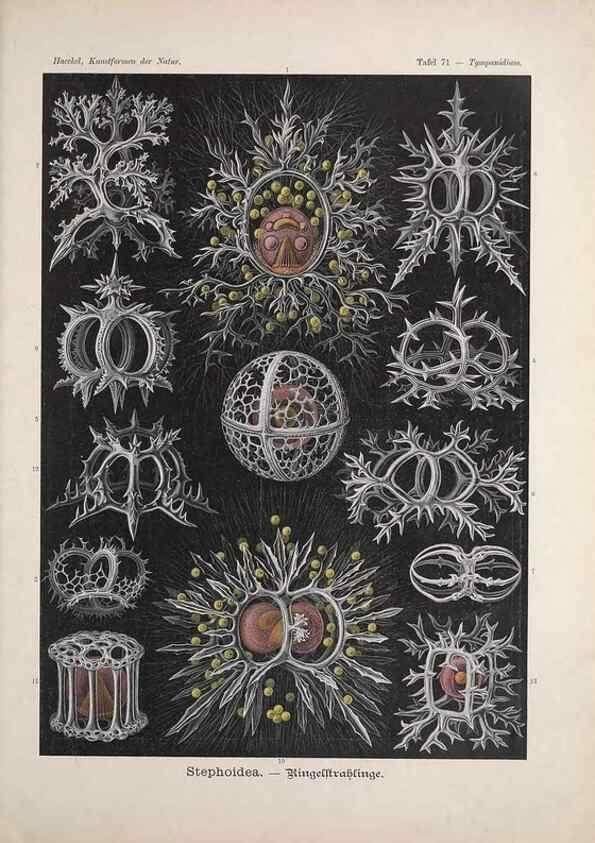 Reproducción/Reproduction 48430534136: Kunstformen der Natur. Leipzig und Wien :Verlag des Bibliographischen Instituts,1899-1904.. 