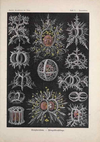Reproducción/Reproduction 48430534136: Kunstformen der Natur. Leipzig und Wien :Verlag des Bibliographischen Instituts,1899-1904.. 