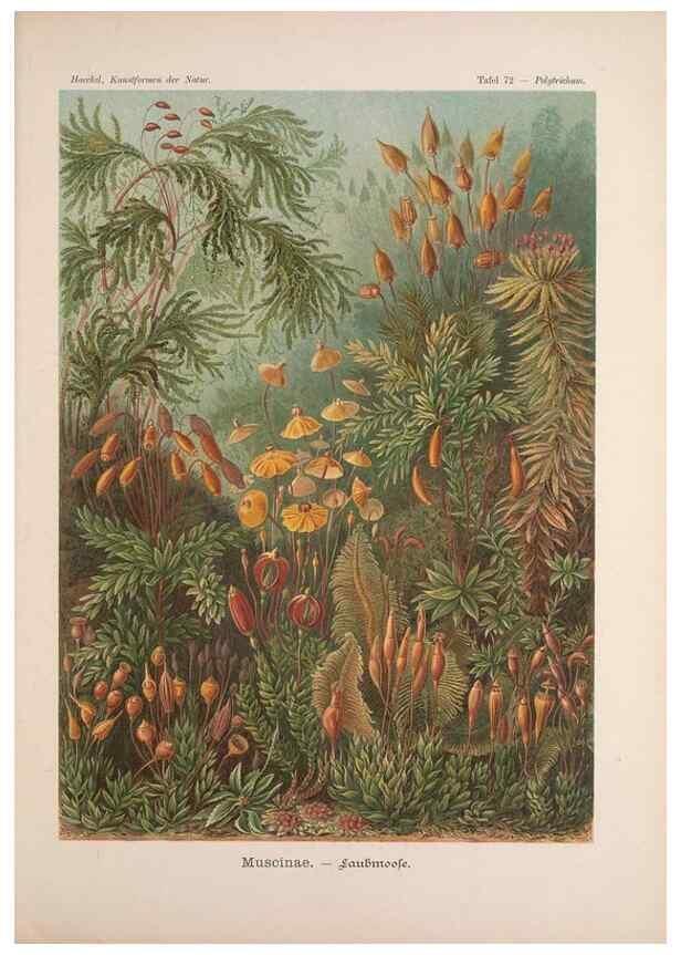 Reproducción/Reproduction 48430534596: Kunstformen der Natur. Leipzig und Wien :Verlag des Bibliographischen Instituts,1899-1904.. 