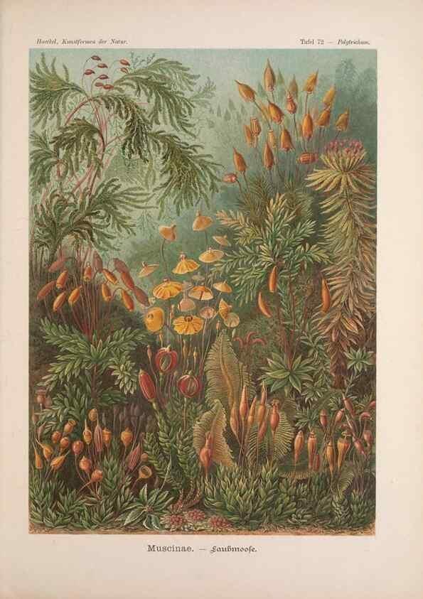 Reproducción/Reproduction 48430534596: Kunstformen der Natur. Leipzig und Wien :Verlag des Bibliographischen Instituts,1899-1904.. 