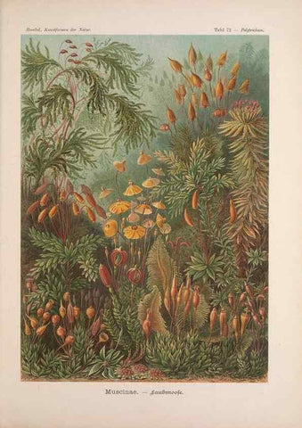 Reproducción/Reproduction 48430534596: Kunstformen der Natur. Leipzig und Wien :Verlag des Bibliographischen Instituts,1899-1904.. 