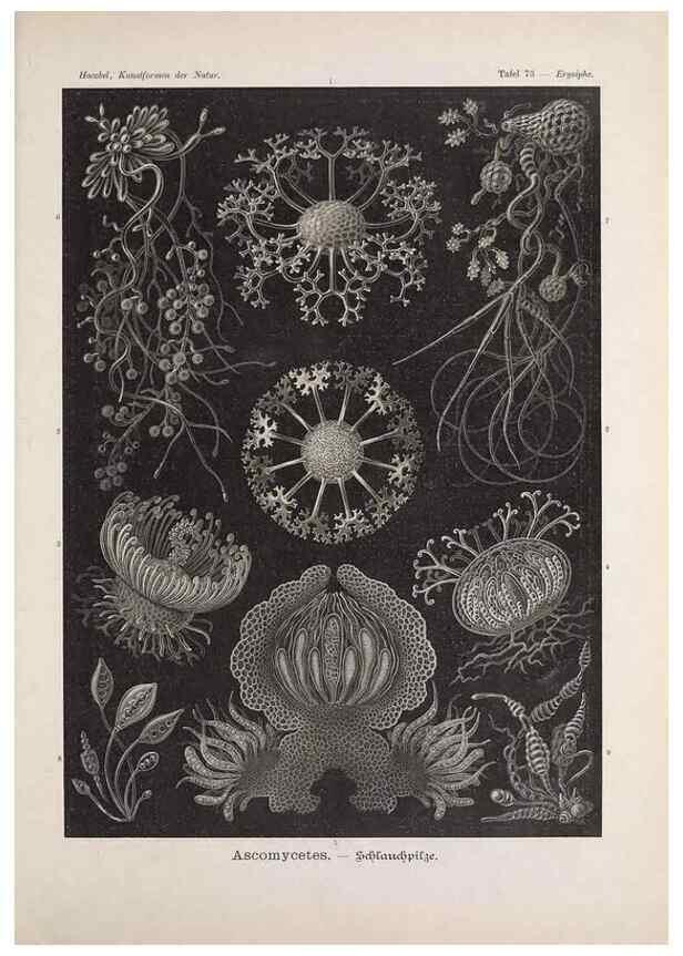 Reproducción/Reproduction 48430535011: Kunstformen der Natur. Leipzig und Wien :Verlag des Bibliographischen Instituts,1899-1904.. 