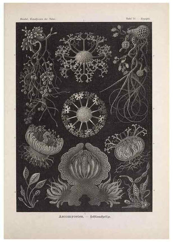 Reproducción/Reproduction 48430535011: Kunstformen der Natur. Leipzig und Wien :Verlag des Bibliographischen Instituts,1899-1904.. 