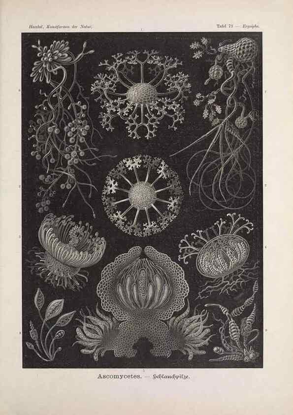 Reproducción/Reproduction 48430535011: Kunstformen der Natur. Leipzig und Wien :Verlag des Bibliographischen Instituts,1899-1904.. 