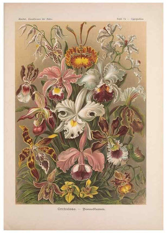 Reproducción/Reproduction 48430677017: Kunstformen der Natur. Leipzig und Wien :Verlag des Bibliographischen Instituts,1899-1904.. 