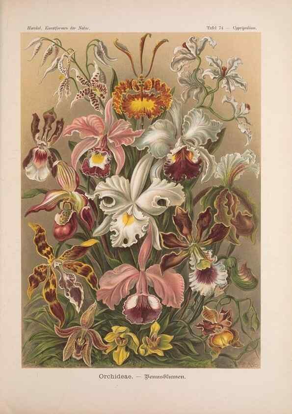 Reproducción/Reproduction 48430677017: Kunstformen der Natur. Leipzig und Wien :Verlag des Bibliographischen Instituts,1899-1904.. 