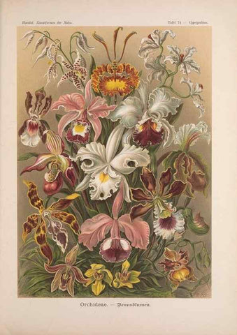 Reproducción/Reproduction 48430677017: Kunstformen der Natur. Leipzig und Wien :Verlag des Bibliographischen Instituts,1899-1904.. 