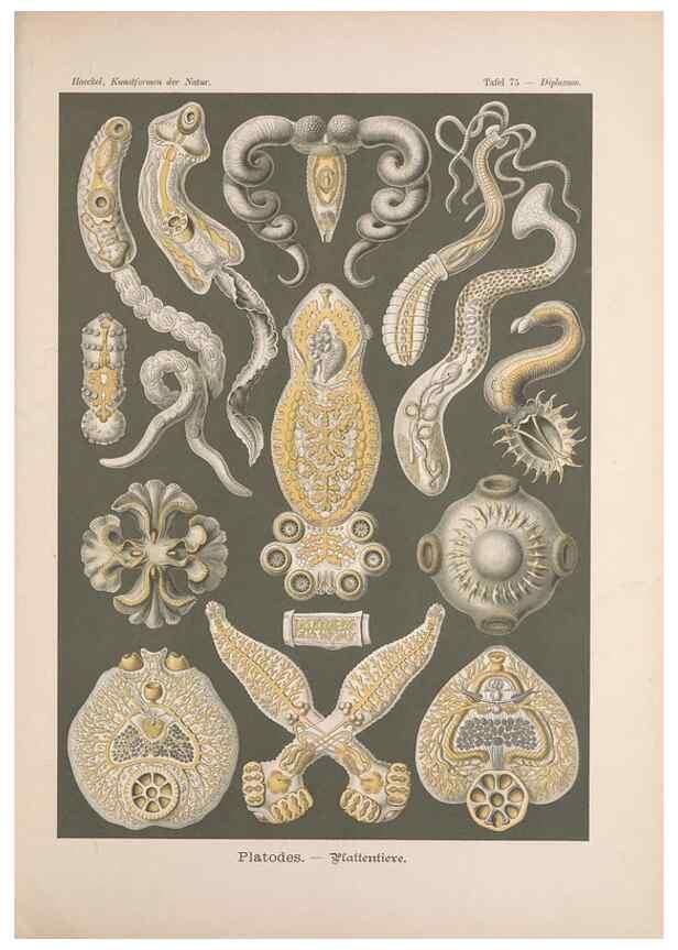 Reproducción/Reproduction 48430677582: Kunstformen der Natur. Leipzig und Wien :Verlag des Bibliographischen Instituts,1899-1904.. 