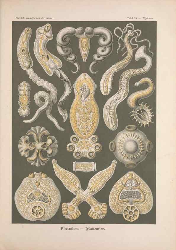 Reproducción/Reproduction 48430677582: Kunstformen der Natur. Leipzig und Wien :Verlag des Bibliographischen Instituts,1899-1904.. 