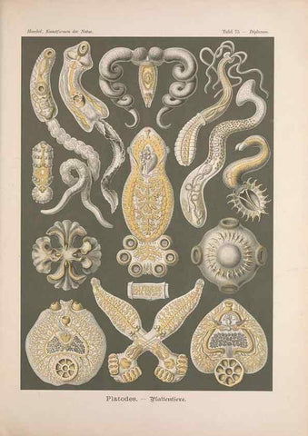 Reproducción/Reproduction 48430677582: Kunstformen der Natur. Leipzig und Wien :Verlag des Bibliographischen Instituts,1899-1904.. 