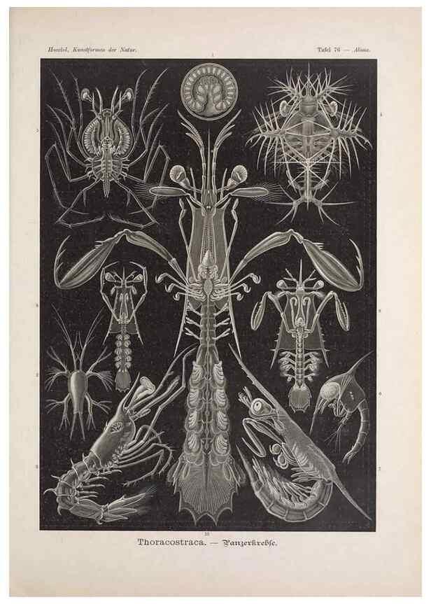 Reproducción/Reproduction 48430678027: Kunstformen der Natur. Leipzig und Wien :Verlag des Bibliographischen Instituts,1899-1904.. 