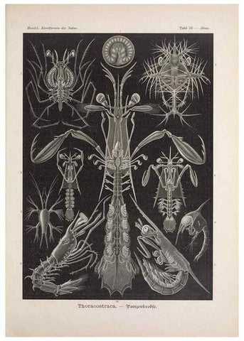 Reproducción/Reproduction 48430678027: Kunstformen der Natur. Leipzig und Wien :Verlag des Bibliographischen Instituts,1899-1904.. 