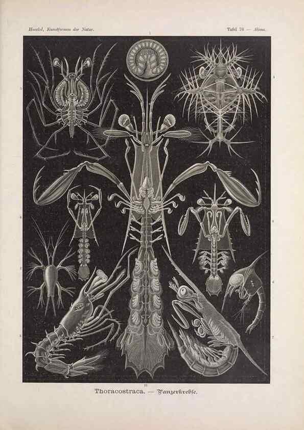 Reproducción/Reproduction 48430678027: Kunstformen der Natur. Leipzig und Wien :Verlag des Bibliographischen Instituts,1899-1904.. 