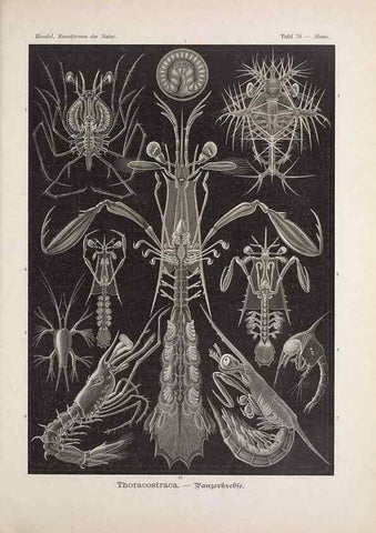 Reproducción/Reproduction 48430678027: Kunstformen der Natur. Leipzig und Wien :Verlag des Bibliographischen Instituts,1899-1904.. 