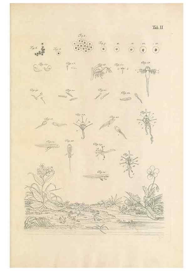 Reproducción/Reproduction 48519420906: Historia naturalis ranarum nostratium :. Nürnberg :gedrucht bey Johann Joseph Fleischmann,1758.. 