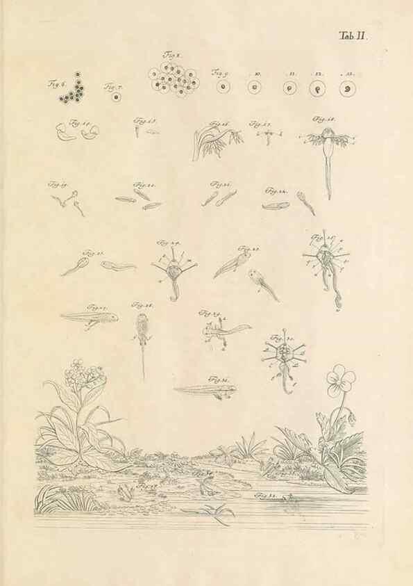 Reproducción/Reproduction 48519420906: Historia naturalis ranarum nostratium :. Nürnberg :gedrucht bey Johann Joseph Fleischmann,1758.. 