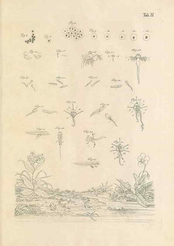 Reproducción/Reproduction 48519420906: Historia naturalis ranarum nostratium :. Nürnberg :gedrucht bey Johann Joseph Fleischmann,1758.. 