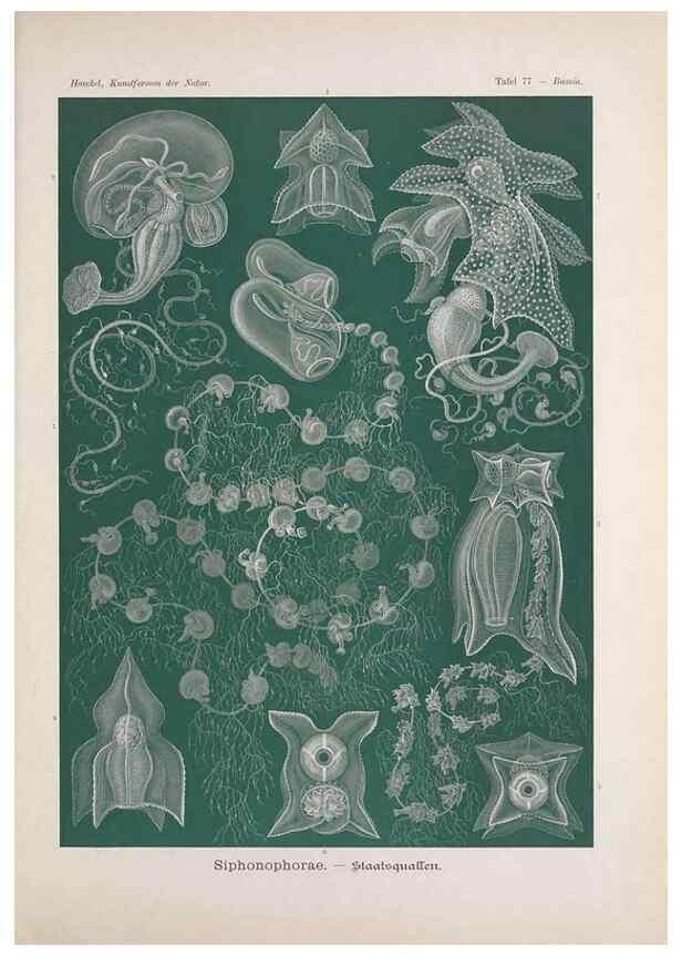 Reproducción/Reproduction 48430678632: Kunstformen der Natur. Leipzig und Wien :Verlag des Bibliographischen Instituts,1899-1904.. 