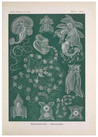 Reproducción/Reproduction 48430678632: Kunstformen der Natur. Leipzig und Wien :Verlag des Bibliographischen Instituts,1899-1904.. 