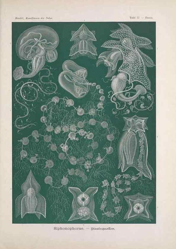 Reproducción/Reproduction 48430678632: Kunstformen der Natur. Leipzig und Wien :Verlag des Bibliographischen Instituts,1899-1904.. 
