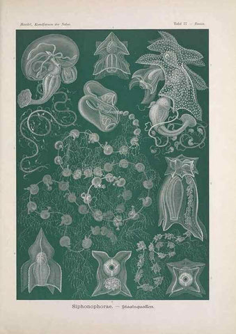 Reproducción/Reproduction 48430678632: Kunstformen der Natur. Leipzig und Wien :Verlag des Bibliographischen Instituts,1899-1904.. 