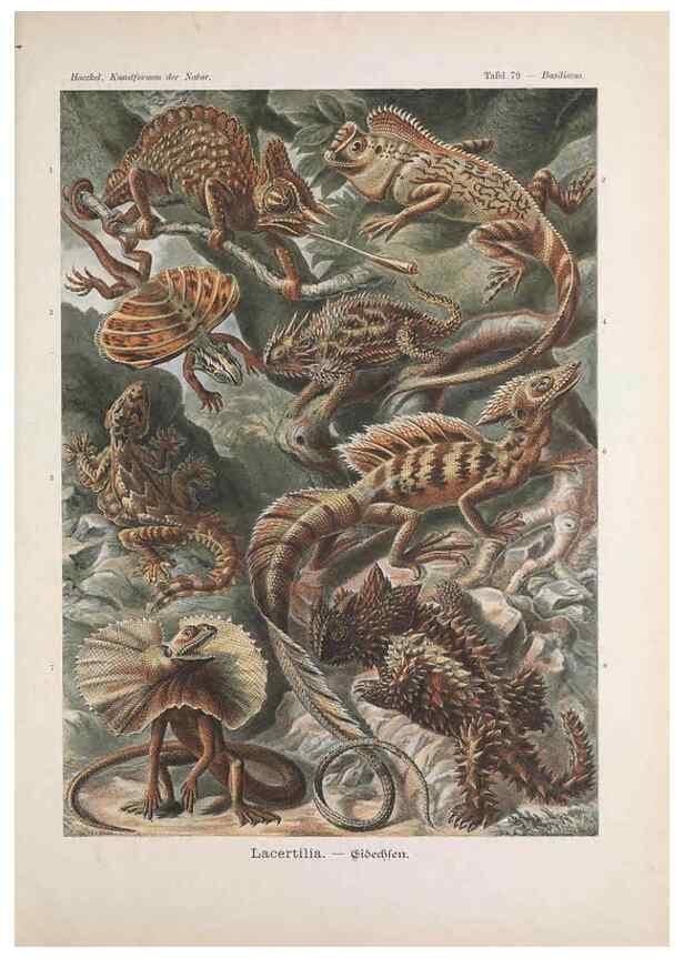 Reproducción/Reproduction 48430679642: Kunstformen der Natur. Leipzig und Wien :Verlag des Bibliographischen Instituts,1899-1904.. 