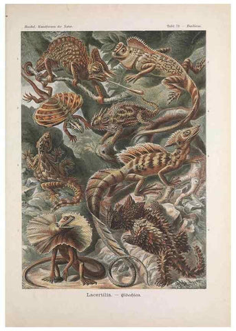 Reproducción/Reproduction 48430679642: Kunstformen der Natur. Leipzig und Wien :Verlag des Bibliographischen Instituts,1899-1904.. 